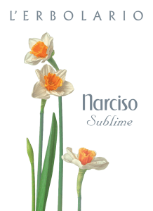 Narciso - Erboristeria Arcobaleno
