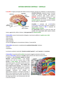 sistema nervoso centrale – cervello