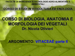 Vitaceae parte II File - Progetto e