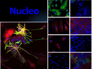 3 - Nucleo e Ciclo Cellulare