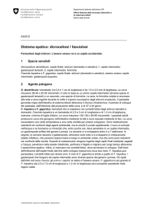 Distoma epatico: dicroceliosi / fasciolosi