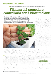 Filatura del pomodoro: controllarla con i biostimolanti