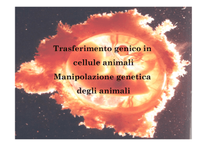 Trasferimento genico in cellule animali Manipolazione genetica