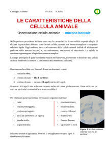 le caratteristiche della cellula animale