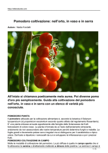 Pomodoro coltivazione: nell`orto, in vaso e in serra