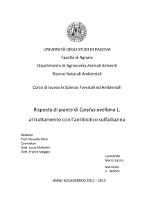 Documento PDF