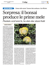 Sorpresa: il bonsai produce le prime mele