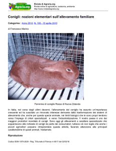 Conigli: nozioni elementari sull`allevamento familiare