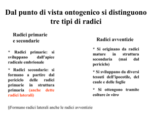 24 radicazione avventizia - e