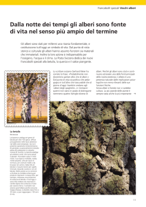 Dalla notte dei tempi gli alberi sono fonte di vita nel senso pi&ugrave;