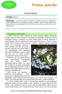 Prunus species - Piante spontanee in cucina