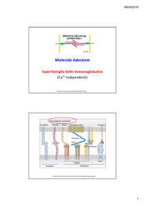 Diapositive sulle molecole di adesione della superfamiglia delle