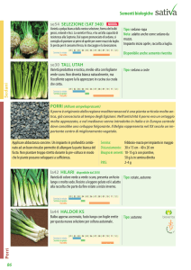 Ortaggi a bulbo - Agribionotizie