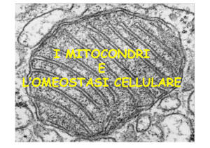 i mitocondri e l`omeostasi cellulare