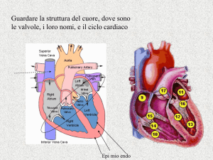 Guardare la struttura del cuore, dove sono le valvole, i loro nomi, e il