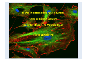 Microtubuli - Dipartimento di Biologia e Biotecnologie Charles