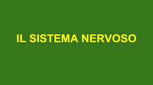il sistema nervoso - Maestro Alessandro