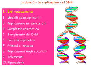 DNA polimerasi