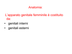 Anatomia dell`apparato genitale femminile
