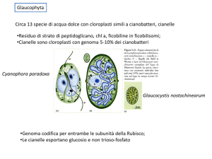 Cyanophora paradoxa