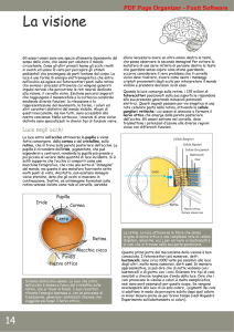 La visione - amedeo lucente