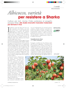 Albicocco, varietà per resistere a Sharka