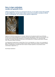 Sara, la tigre curata con ozono terapia