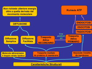 Trasporto Attivo