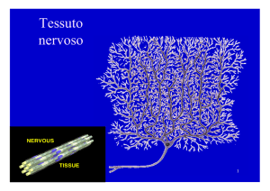 Tessuto nervoso