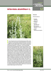 012 Artemisia absinthium L.