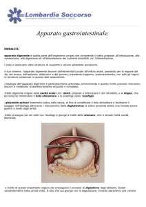 Apparato gastrointestinale.