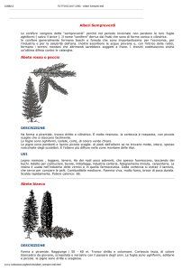 Alberi Sempreverdi Abete rosso o peccio Abete bianco