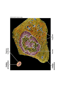 Lezione 3 La cellula procariotica [modalità compatibilità]