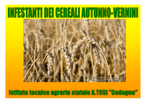 Infestanti dei cereali autunno-vernini