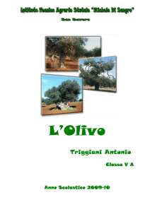 tesina olivo triggiani