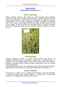 Agrimonia - Pianteofficinali.org