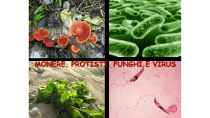 monere,protisti, funghi e virus
