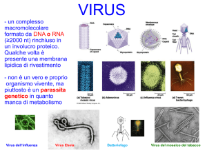 - un complesso macromolecolare formato da DNA o RNA (≥2000 nt