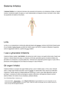 Sistema linfatico - Magazine Delle Donne
