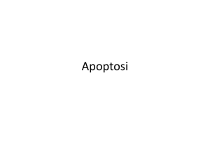apoptosi