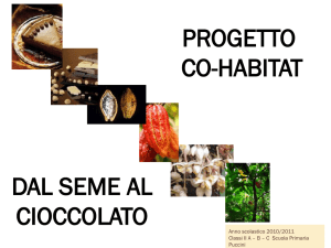 Albero Cacao