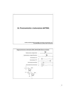 16. processamento e maturazione RNA File - Progetto e