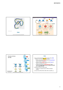 Diapositive sul RNA