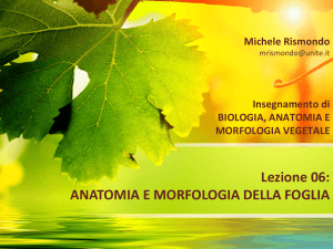 06 - La Foglia File - Progetto e