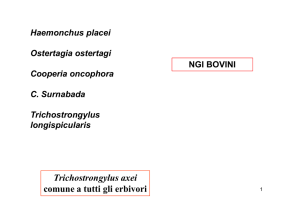 Trichostrongylus axei comune a tutti gli erbivori