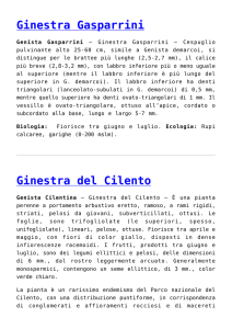 Ginestra Gasparrini,Ginestra del Cilento,Ginestra Tirrenica,Ginestra