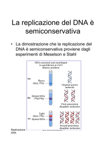 La replicazione del DNA è semiconservativa