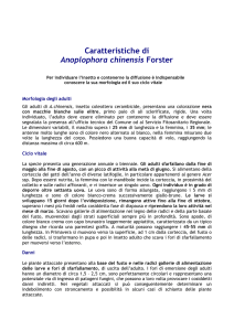 Caratteristiche di Anoplophora chinensis Forster