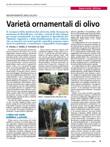 Varietà ornamentali di olivo - CNR