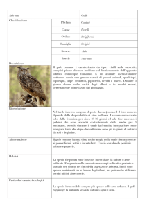 Asio otus Gufo Classificazione Phylum Cordati Classe Uccelli